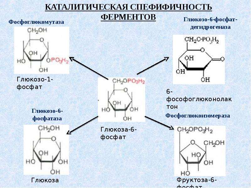 Механизм ферментов. Механизм каталитического действия ферментов. Механизм действия ферментов биохимия кратко. Механизм действия ферментов биохимия. Номенклатура ферментов схема.