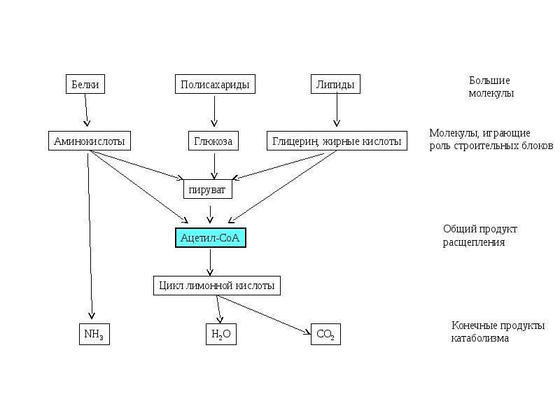 Схемы обмена белков жиров и углеводов