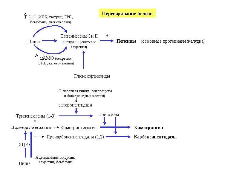 Схему активации пепсиногена