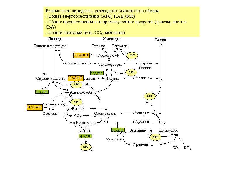 Обмен углеводов карта