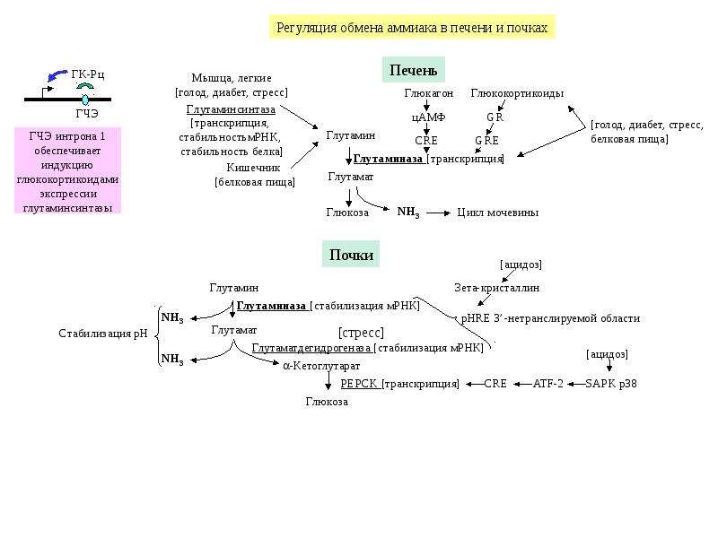 Обмен глюкозы в печени. Схема метаболизма углеводов биохимия. Схема липидного обмена биохимия. Схема метаболизма липидов биохимия. Схема обменных процессов углеводов.