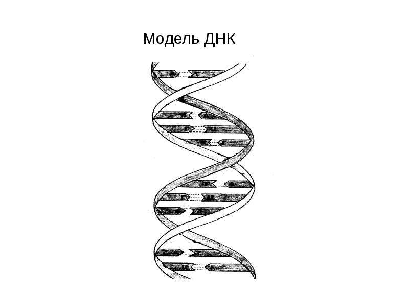 Рисунок двойной спирали