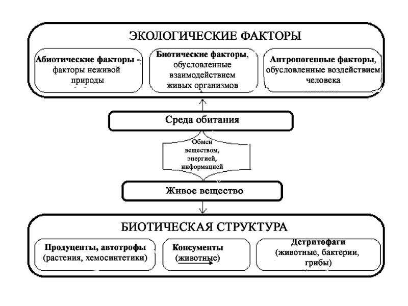 Фактор схема. Структура экологических факторов. Абиотические факторы схема. Биотическая структура экосистем. Структура биотических факторов.