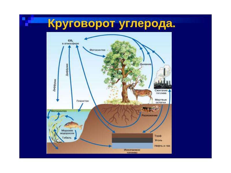 Углерод в природе. Биотический круговорот углерода. Круговорот углерода в природе 5 круговоротов. Круговорот углерода и кислорода в биосфере. Круговорот углерода в биосфере схема.