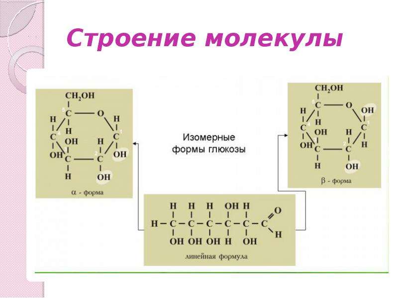 Углеводы презентация 9 класс по биологии