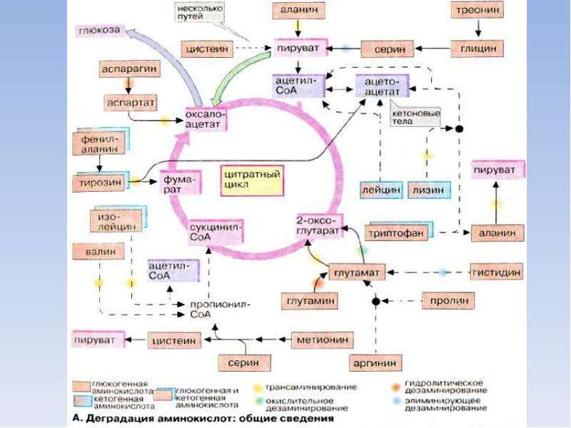 Кетогенные аминокислоты. Деградация аминокислот. Аминокислотный.спектр это. Деградация аминокислот схема. Общие пути деградации аминокислот.