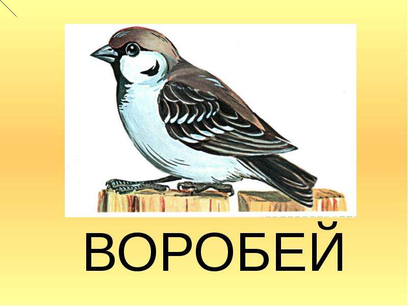 Соловей словарное слово или нет. Слово птица. Птичка слова. Птичка словарное слово. Словарные слова птицы.