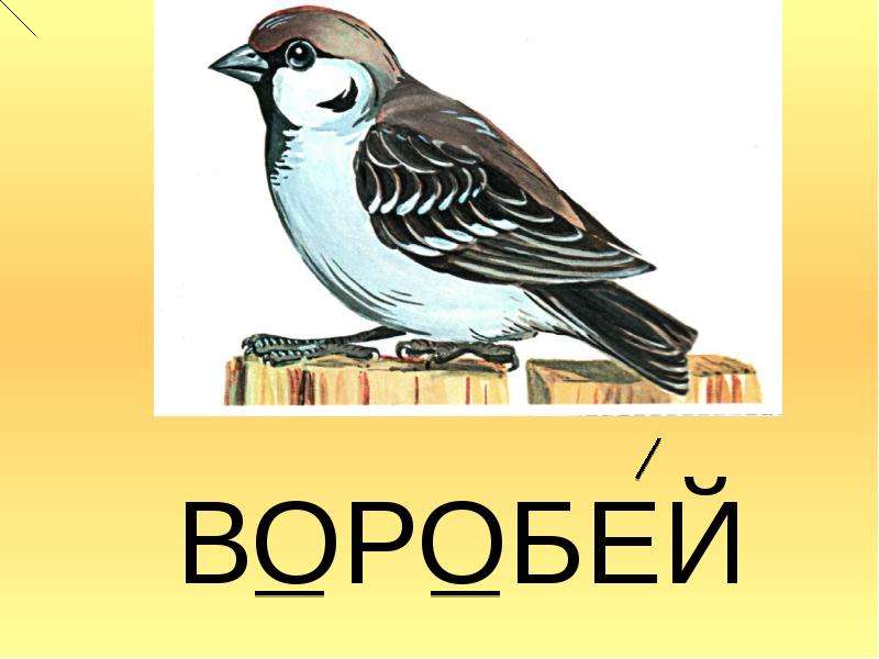 Ворона словарное слово в картинках