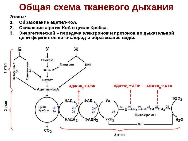 Схема окисления ацетил коа до углекислого газа и воды