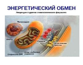 Энергетический обмен. Биологическое окисление