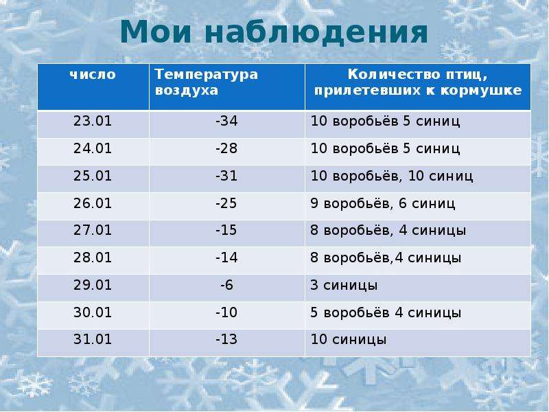 Число наблюдений. Численность птиц. Мои наблюдения. Мои наблюдения за кормушкой.