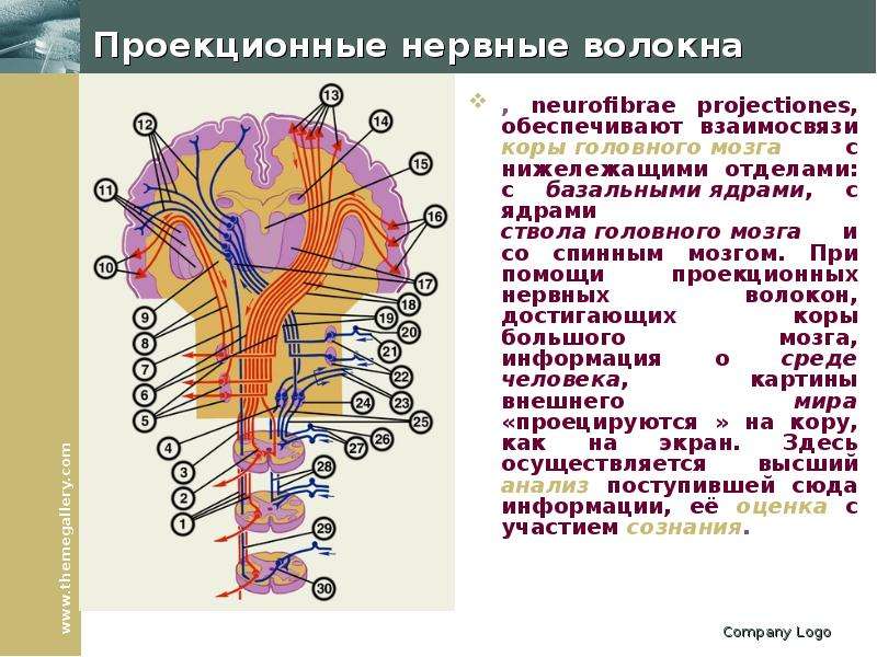 Спинной мозг волокна