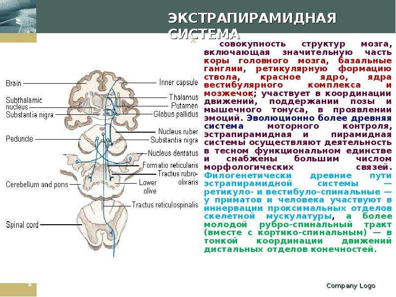 Продолжением спинного мозга является. Базальные ядра экстрапирамидная система. Базальные ганглии экстрапирамидная система. Экстрапирамидная система и мозжечок неврология. Состав экстрапирамидной системы мозга.