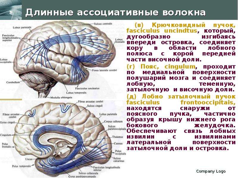 Проводящие волокна мозга. Ассоциативные пути головного мозга. Ассоциативные пути полушарий большого мозга. Ассоциативные пучки головного мозга. Ассоциативные волокна конечного мозга.