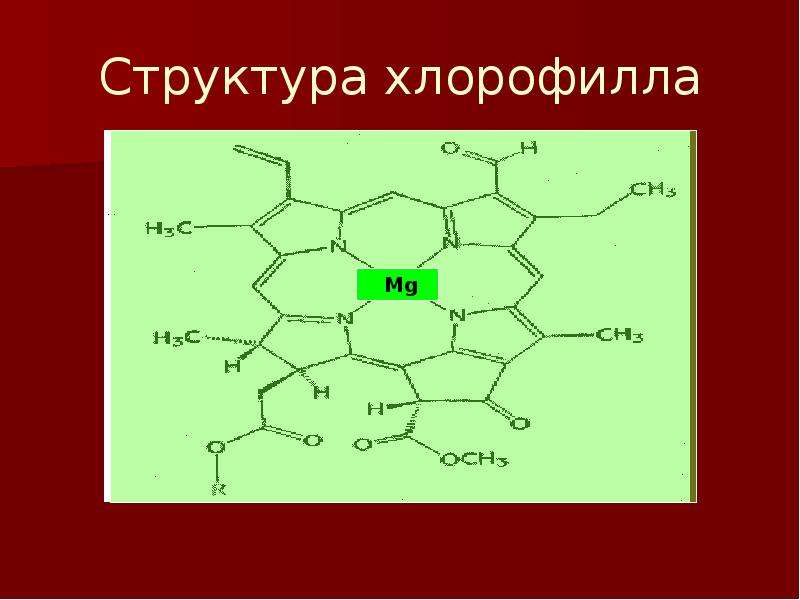 Структура хлорофилла