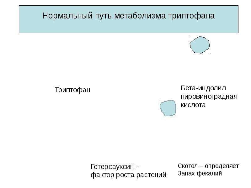 Нормальный путь. Биологически важные гетероциклические соединения презентация. Пути метаболизма для тримекаина. Путь нормальным. Что определяет объединение путей метаболизма.