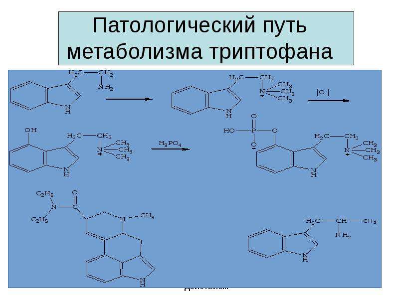 Патологический путь метаболизма триптофана