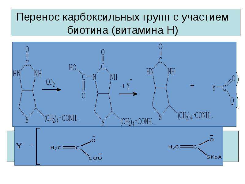 Перенос карбоксильных групп с участием биотина (витамина Н)