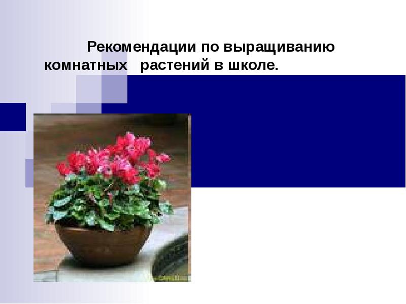 Рекомендации по выращиванию комнатных растений в школе.