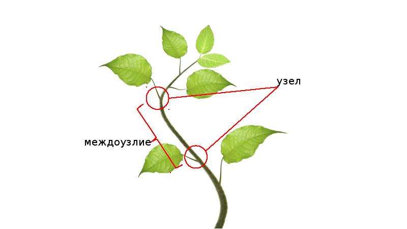 Узел стебля растения. Узлы и междоузлия стебля. Узел и междоузлие побега. Междоузлие у растений. Узел растения.