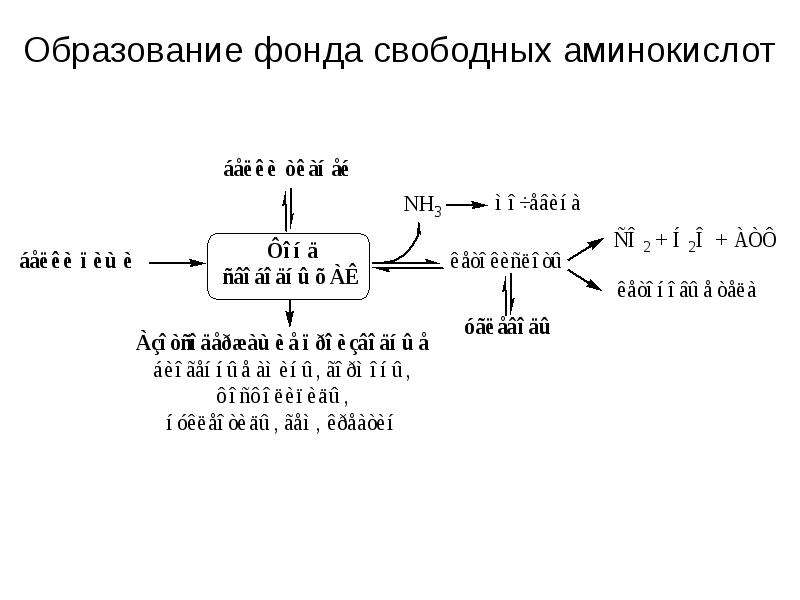 Пул аминокислот. Фонд свободных аминокислот. Образование фонда свободных аминокислот. Пути использования свободных аминокислот. Схема источники и пути использования аминокислот.