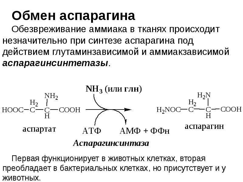 В синтезе принимают участие. Синтез аспарагина из аспарагиновой кислоты. Синтез аспарагина биохимия. Аспарагиновая кислота в аспарагин реакция. Обезвреживание аммиака аминокислоты.