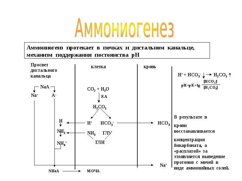 Ацидогенез в желудке схема регуляция