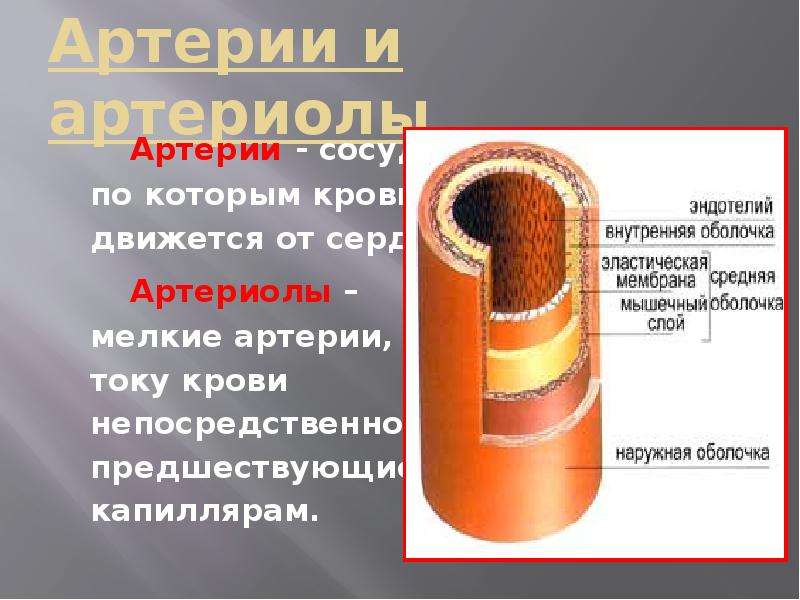 Толщина стенок сосудов артерии