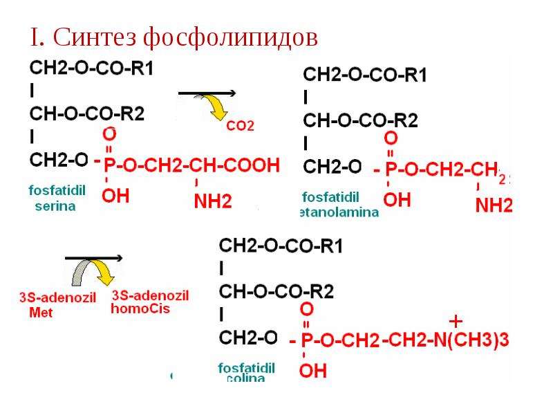 Синтез фосфолипидов схема