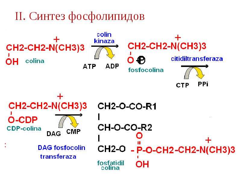 Синтез фосфолипидов схема