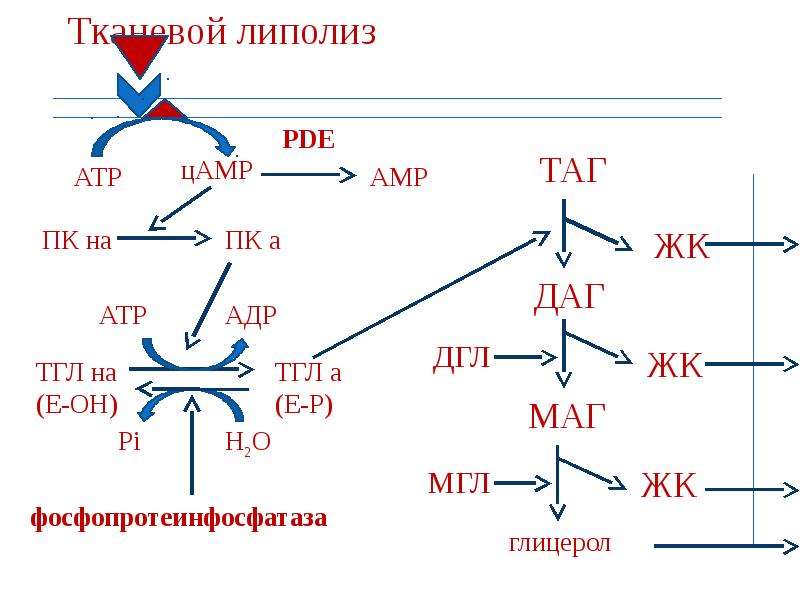 Процесс липолиза. Липолиз биохимия схема. Липолиз таг биохимия. Процесс тканевого липолиза схема. Внутриклеточный липолиз схема.