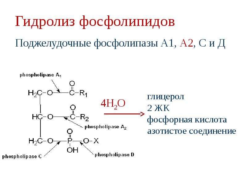 Гидролиз жира схема