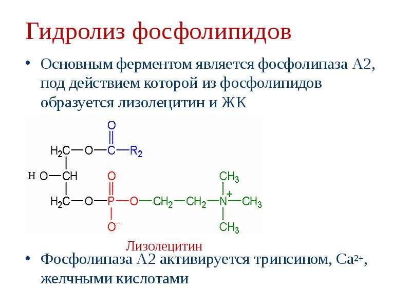 Фосфолипид фермент. Фосфолипид фосфолипаза. Гидролиз фосфолипидов фосфолипазой а2. Гидролиз фосфатидилэтаноламина под действием фосфолипазы а2. Судьба продуктов гидролиза фосфолипидов.