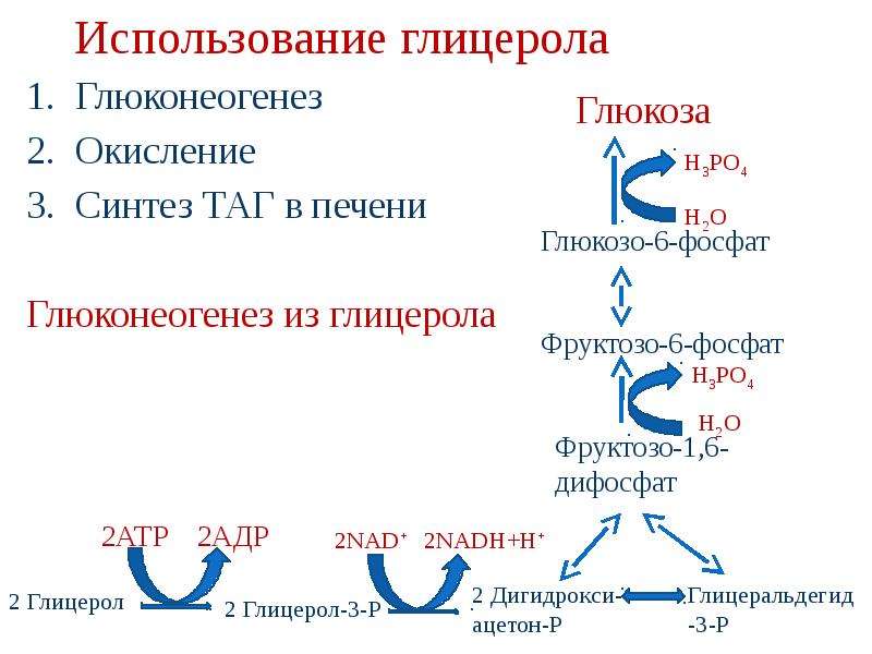 Синтез таг. Процесс синтеза Глюкозы из глицерола в формулах. Гормон индуктор ферментов глюконеогенеза. Глицерол глюконеогенез. Включение глицерола в глюконеогенез.