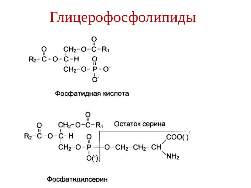 Схема синтеза глицерофосфолипидов