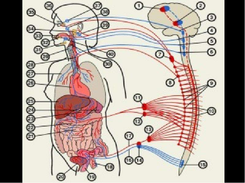 Органы на т. Рисунок вегетативной нервной системы Неттера. Вегетативная нервная система человека рисунок. Нервные центры вегетативной нервной системы. Анатомическое строение вегетативной нервной системы.