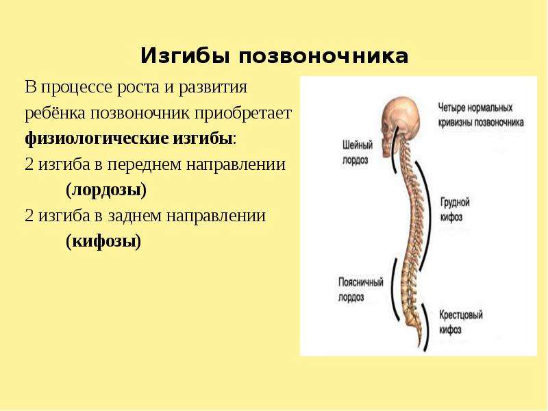 Выберите изгибы позвоночника характерные для человека. Естественные изгибы позвоночника. Физиологические изгибы. Физиологические изгибы позвоночного столба. Формирование физиологических изгибов позвоночника.