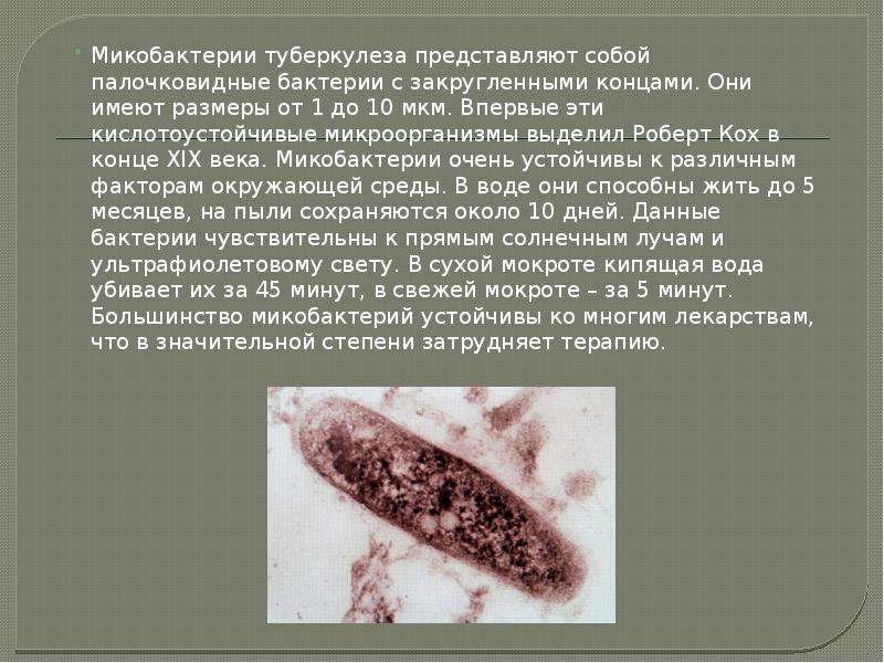 Туберкулез 5 класс. Микобактерия туберкулеза палочка Коха. Микобактерия палочки Коха. Mycobacterium tuberculosis, или палочка Коха.