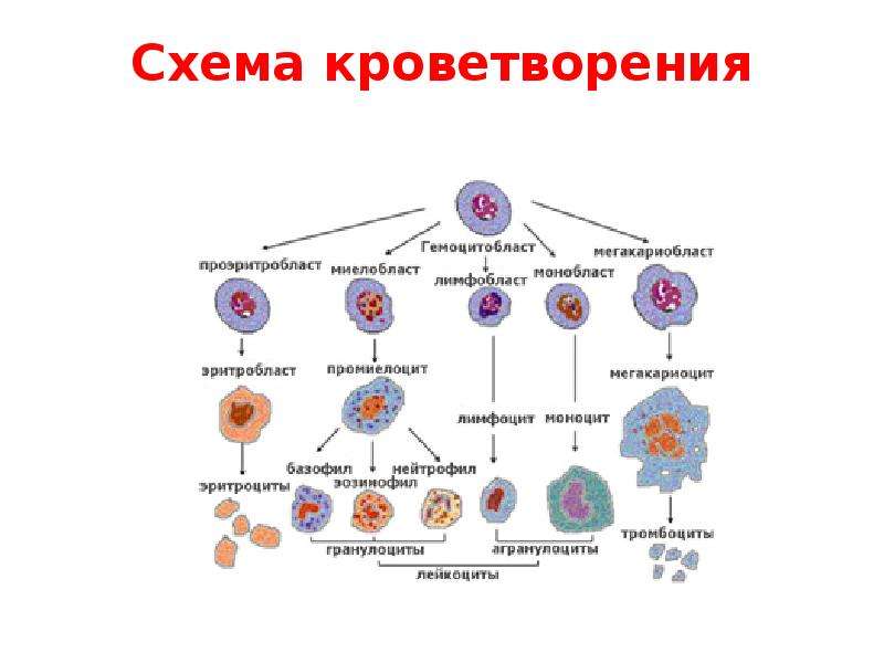 Общая схема гемопоэза