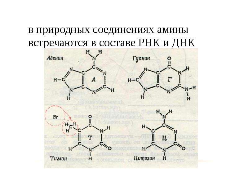 Азотосодержащее органическое соединение амины презентация