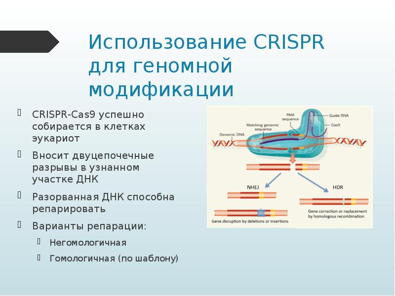 Гомологичные участки днк