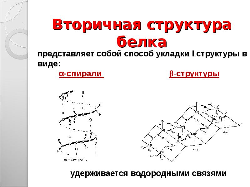 Строение и функции белков