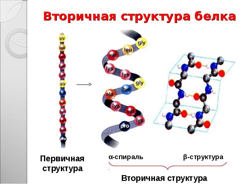 Связь вторичной структуры. Строение вторичной структуры белка. Вторичная структура белка биохимия. Вторичная структура белка характеризируется\. Первичная и вторичная структура белка биохимия.