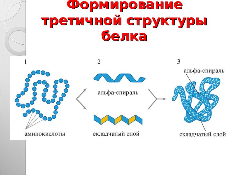 Рисунок третичной структуры белка