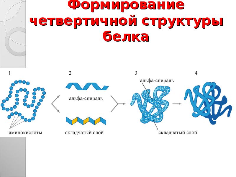 1 структура белка. Структура белков биохимия. Формирование четвертичной структуры белка. Четвертичная структура белка биохимия. Структуры белка и функции белков.