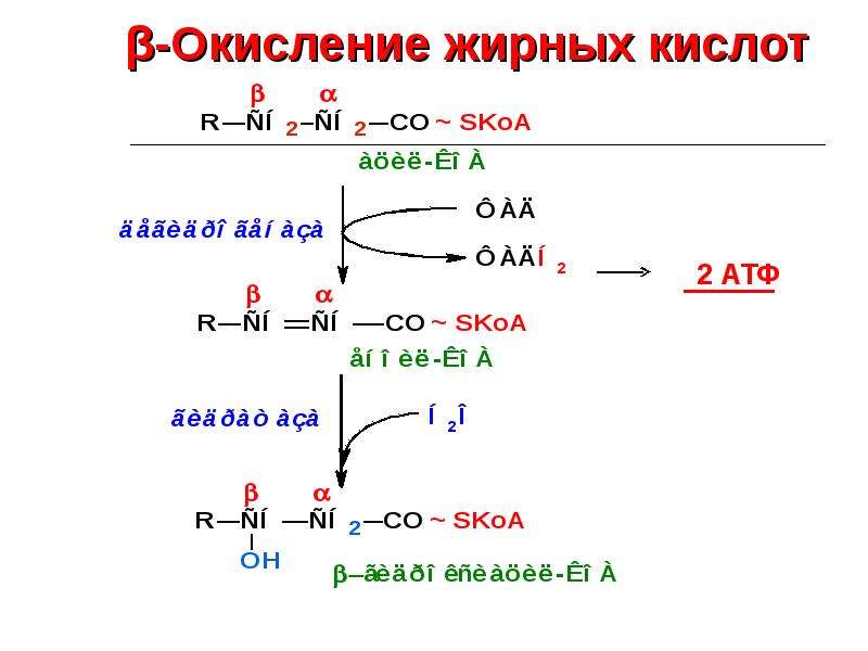 Бета окисление масляной кислоты схема и описание