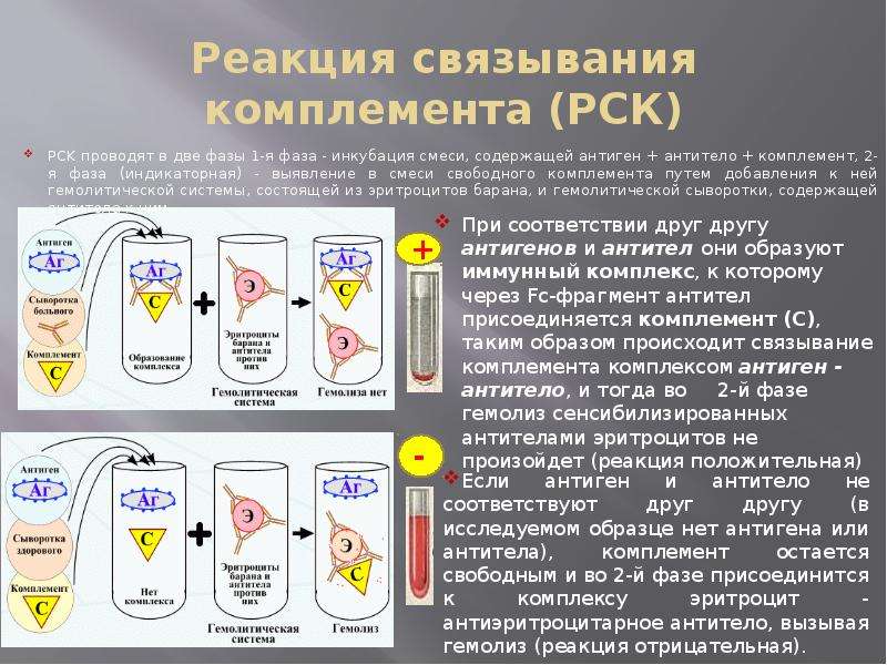 Рск расшифровка. Реакция связывания комплемента РСК 1 фаза 2 фаза. 2. Реакция связывания комплемента. Реакция связывания комплемента антиген + антитело. Реакция связывания комплемента РСК.