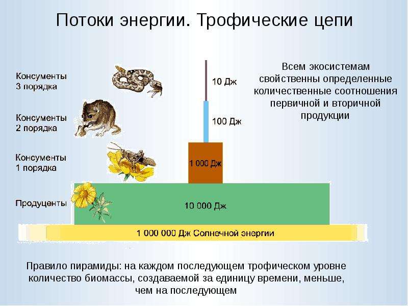 Цепи питания и поток энергии презентация 7 класс