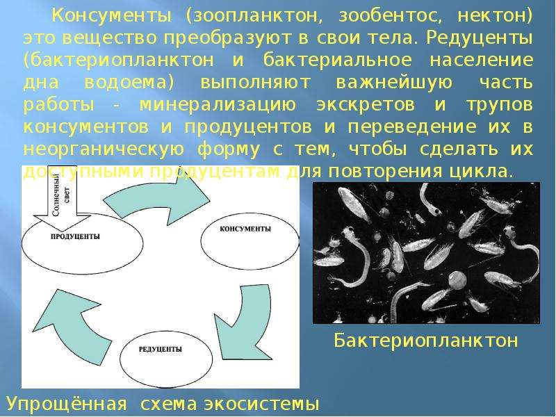 Сравните водные и наземные экосистемы на рисунке