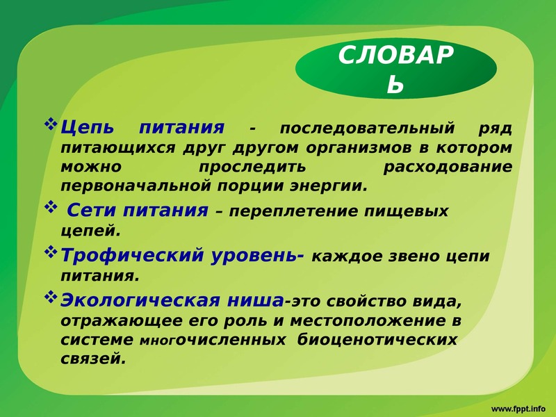 Цепи и сети. Цепи и сети питания. Сеть питания определение. Цепь питания определение. Сеть питания это в биологии.